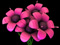 عکس گلهای صورتی سه بعدی