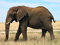 عکس فیل آفریقای بزرگ