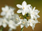 عکس گل نرگس سفید زیبا
