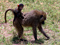 عکس بچه میمون بابون