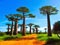 عکس زیبا درختان بائوباب