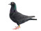 عکس کبوتر سیاه خانگی