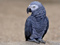پرنده طوطی کاکاتو سیاه