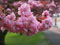 شکوفه صورتی درخت گیلاس