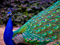 طاووس آبی زیبا