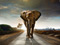 عکس فیل در جاده