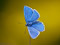 عکس پروانه آبی زیبا