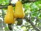 میوه درخت بادام هندی