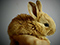 عکس خرگوش حنایی بامزه خوشگل