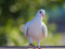 عکس راه رفتن کبوتر سفید