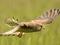 عکس پرواز پرنده شکاری قرقی