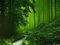 عکس طبیعت سرسبز جنگل