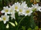 گل لیلیوم سفید