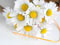 عکس دسته گل بابونه زیبا
