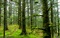 عکس جنگل سر سبز شمال