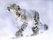عکس گربه وحشی در برف