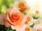 پوستر زیبا از گل های رز پرتغالی رنگ
