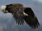 عکس عقاب بزرگ در حال پرواز