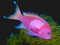 عکس ماهی استوایی صورتی زیبا