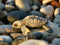 عکس بچه لاکپشت در ساحل