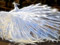 عکس گرافیکی طاووس سفید زیبا