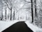 جاده جنگلی در زمستان
