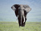 عکس فیل بزرگ از روبرو
