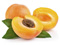 تصاویر میوه زردآلو