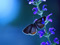 والپیپر پروانه روی گل آبی زیبا