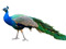 عکس پرنده زیبا طاووس