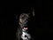 سگ سیاه امریکایی استافوردشایر
