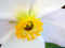 گرده گلبرگ شقایق نعمانی سفید