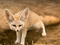 روباه گوش دراز صحرایی فنک