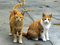 عکس دو گربه شهری