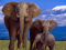 عکس فیل های افریقایی
