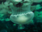 عروس دریایی شفاف و سمی
