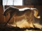 عکس اسب سفید در استبل