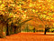 منظره طبیعت درختان پاییزی طلایی