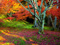 طبیعت پاییز هزار رنگ