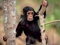 عکس بچه شامپانزه بانمک