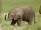 عکس بچه فیل