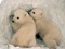 بچه خرس های قطبی