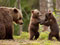 عکس دعوا بچه خرسها