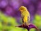 عکس پرنده زرد بهاری
