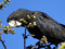عکس جالب طوطی سیاه