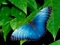 پروانه آبی زیبا روی برگ