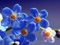 گل های آبی بسیار زیبا