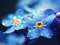 عکس گل آبی با قطرات باران