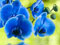 عکس گل ارکیده آبی زیبا