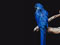 عکس طوطی آبی زیبا